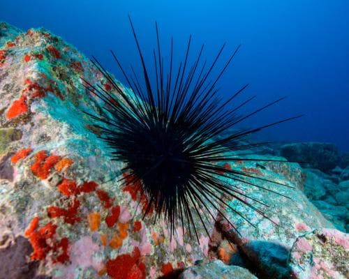 Sea urchins facing extinction due to ocean disease