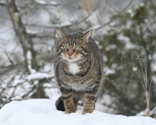 Wildcats Returning to the British Countryside