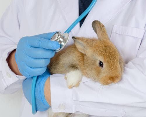 UK vets must cap prescription fees after watchdog finds pet owners confused