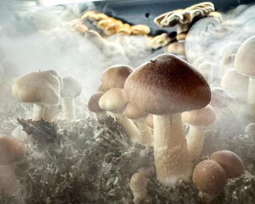 Psychedelic medicines help with OCD, cannabis does not