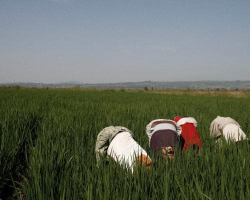 Tech Giants Use AI to Shape Global Farming, Experts Warn