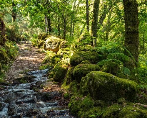 Portugal fined £8.7m for not protecting biodiversity