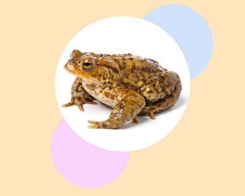 How to Save UK Toads: Crossing Roads and Building Habitats