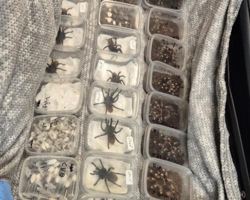 UK Seizes Over 250 Endangered Animals in One-Month Wildlife Smuggling Crackdown