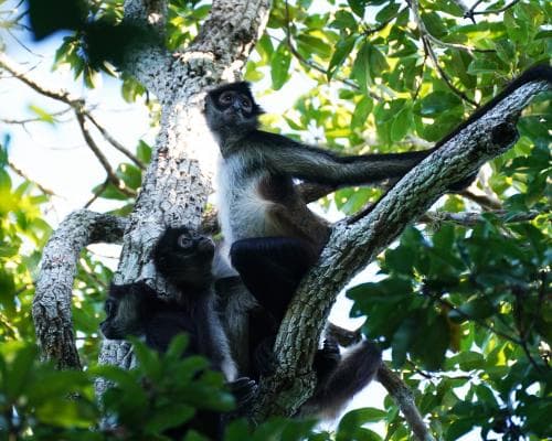 Spider Monkeys Share Food Tips by Switching Groups