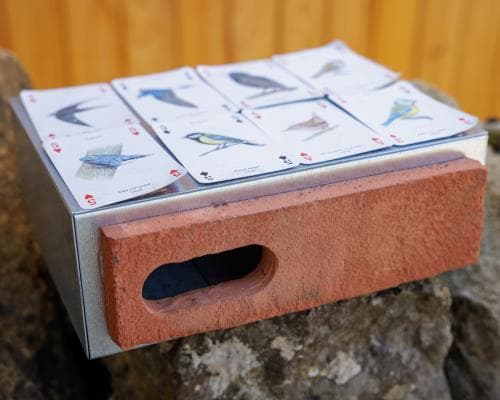 Scotland Makes Swift‑Bricks Mandatory for All New Buildings to Protect Birds