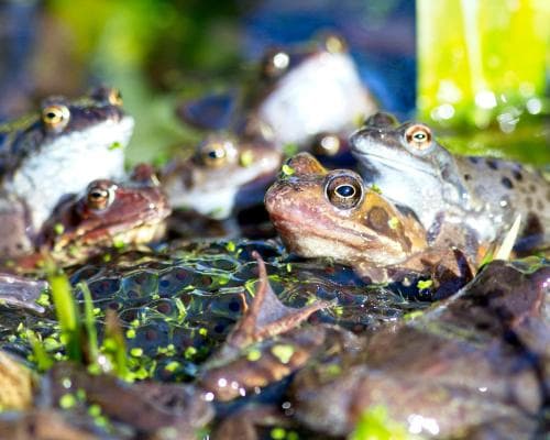 Small Ponds in Britain Are Bringing Back Wildlife and Helping the Climate