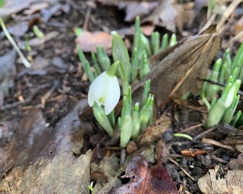 Snow turns to mud, but a white bird brightens the day