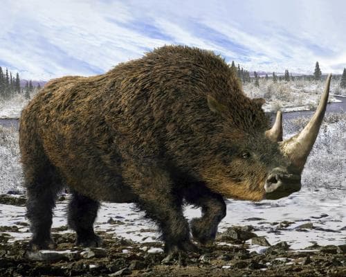 Ancient Wolf’s Meal Reveals How Woolly Rhino Died