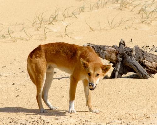 Killing dingoes after backpacker’s death could threaten island’s dingo population