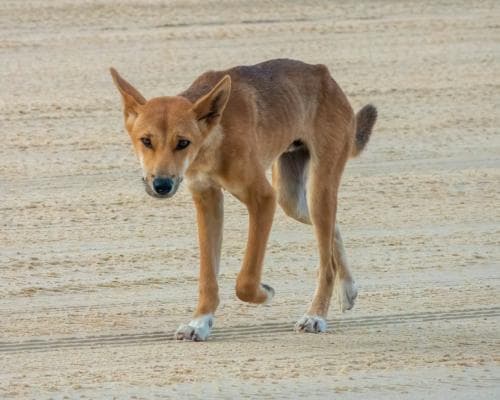 Queensland plans to euthanise 10 dingoes after Canadian tourist’s death on K'gari Island