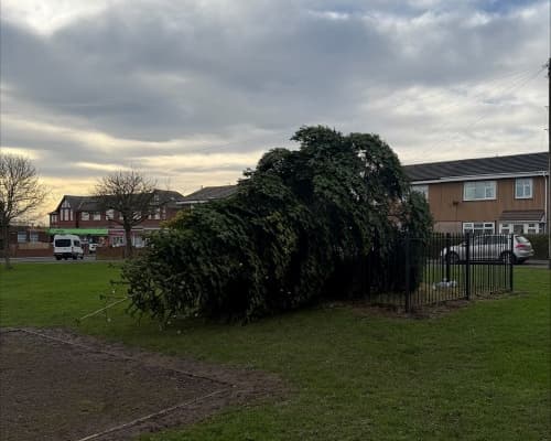 Two men arrested for cutting down village Christmas tree