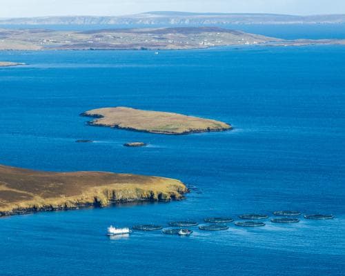 Shetland fishers fear biggest salmon farm will hurt their scallop business