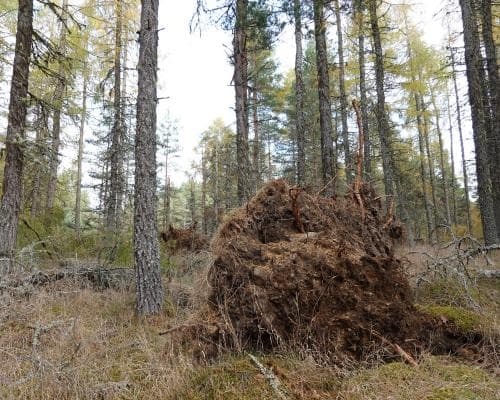 Stormy Winds Shape a Pine Forest: A Walk Through Fallen Trees