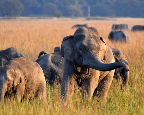 Elephant kills 22 people, officials hunt it in India