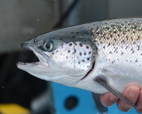 Tasmania bans antibiotic in salmon farms after it shows up in wild fish