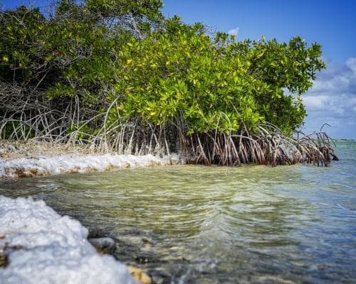 Court Orders Dutch Govt to Provide Climate Help for Bonaire