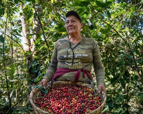 Coffee farmers in Central America face falling prices and climate shocks
