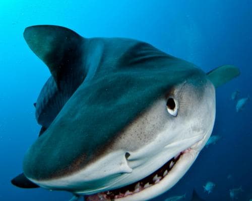 12 People Killed by Sharks in 2025, Highest Death Toll Yet