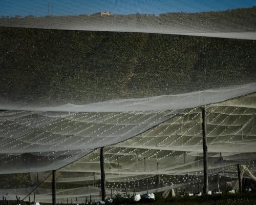 Greens plan new law to give councils control over expanding berry farms