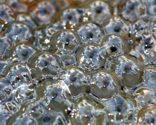 Frog Eggs Return to Dad’s Pond