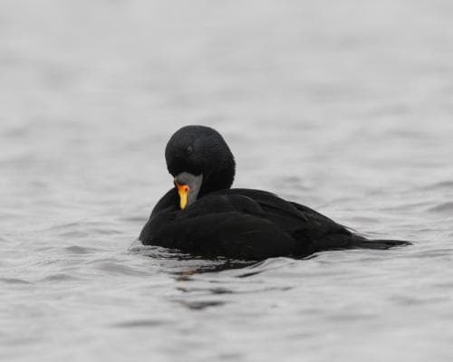 A Lifelong Love for Common Scoters