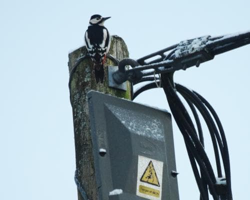 Woodpecker Uses Roadside Plastic Box as Drum
