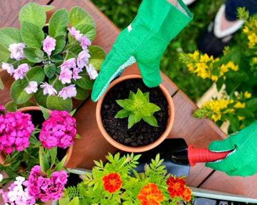 Tiny Tomato Planters and Drought‑Resistant Roses Are Next Year’s Garden Hits