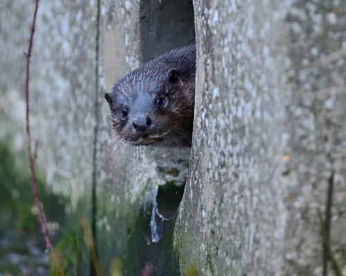 Otters Come Back to UK Towns After Decades of Conservation