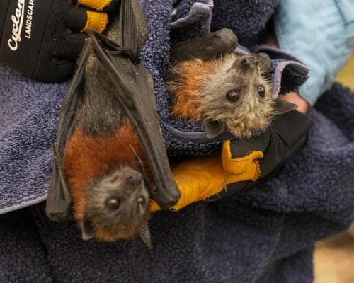 Thousands of Flying Foxes Die in Australian Heatwave